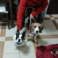 posando  con su amiga lua (bulldog frances)